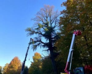 Bomen laten verwijderen in Soest: wat komt erbij kijken?