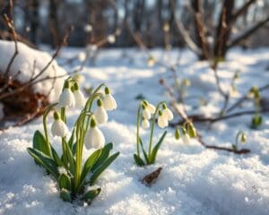 Welke bloemen bloeien ook in de winter?