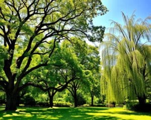 Welke bomen bieden natuurlijke schaduw in de zomer?
