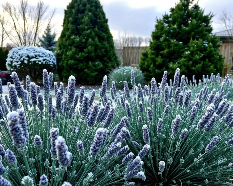 Hoe onderhoud je lavendel in de winter?