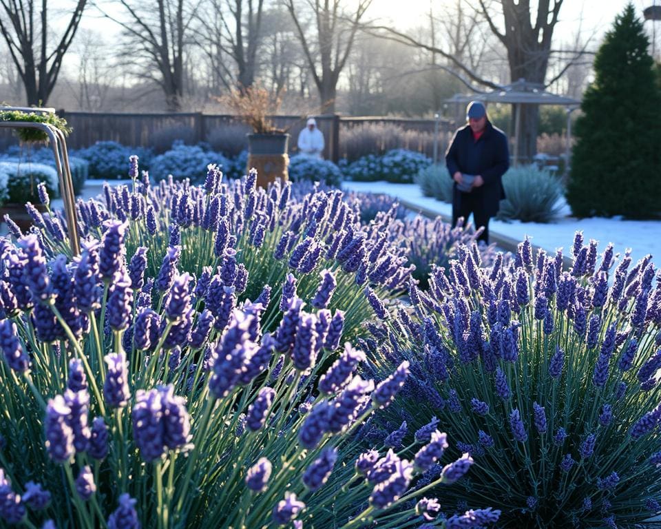 lavendel snoeien winter