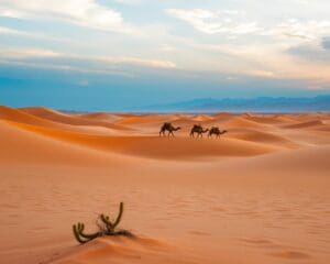 Rondreis door Marokko met woestijn en steden